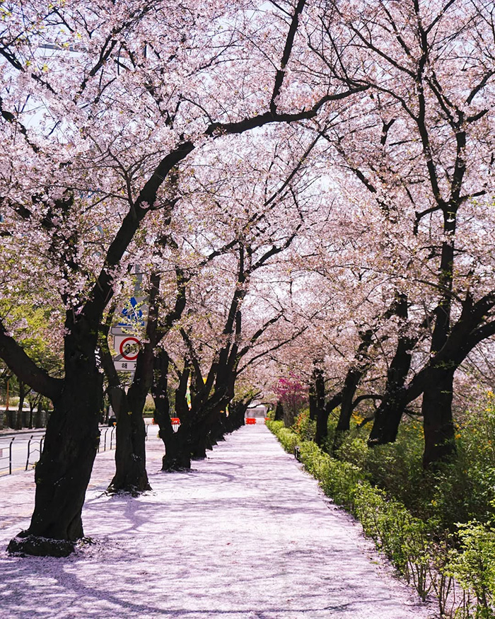 Ghé thăm công viên Yeouido Hàn quốc vào Mùa xuân (tháng 4 – tháng 5)