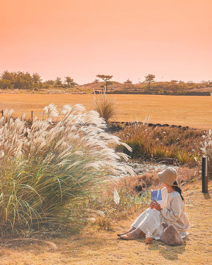 Địa điểm quay phim “All In” trên đồi Seopjikoji hàn quốc