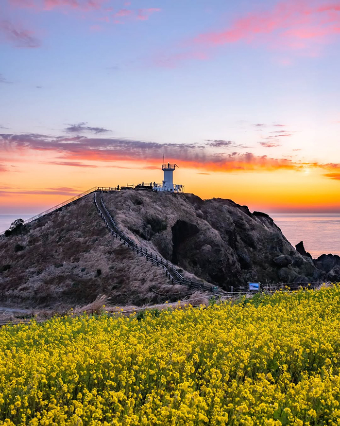 Mùa xuân (tháng 3 - tháng 5) – Mùa hoa cải vàng rực rỡ tại đồi Seopjikoji Hàn Quốc