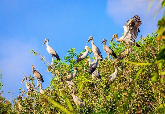 Khu bảo tồn du lịch Lung Ngọc Hoàng Hậu Giang là môi trường sống của nhiều loài động - thực vật