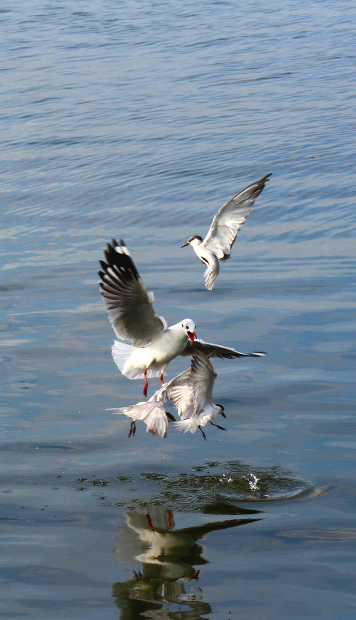 Chiêm ngưỡng khoảnh khắc mùa chim hải âu săn mồi ở Rạch Giá 