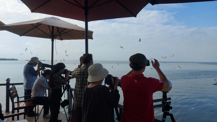 Tháng 2 - tháng 3 là mùa chim hải âu săn mồi ở Rạch Giá 