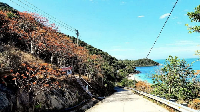 Cây Ngô đồng là biểu tượng đặc trưng tại bãi biển Cù Lao Chàm.