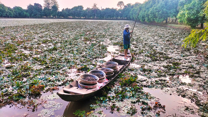 Sau khi tham quan sông Vàm Nao An Giang, đừng quên trải nghiệm hái củ ấu