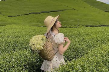 Đồi chè Trái tim Mộc Châu: Thiên đường của sắc xanh