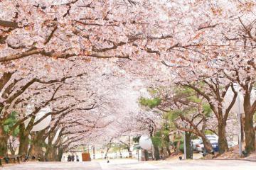 Khám phá công viên Yeouido Hàn Quốc - Thiên đường hoa anh đào giữa lòng Seoul