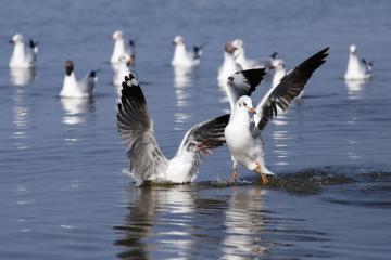 [Cập nhật] Cẩm nang du lịch tháng 3 về ‘xứ đảo’ ngắm mùa chim hải âu săn mồi ở Rạch Giá