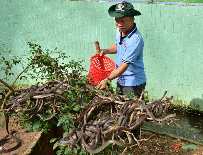 Nhân viên chăm sóc rắn ở trại rắn Đồng Tâm Tiền Giang