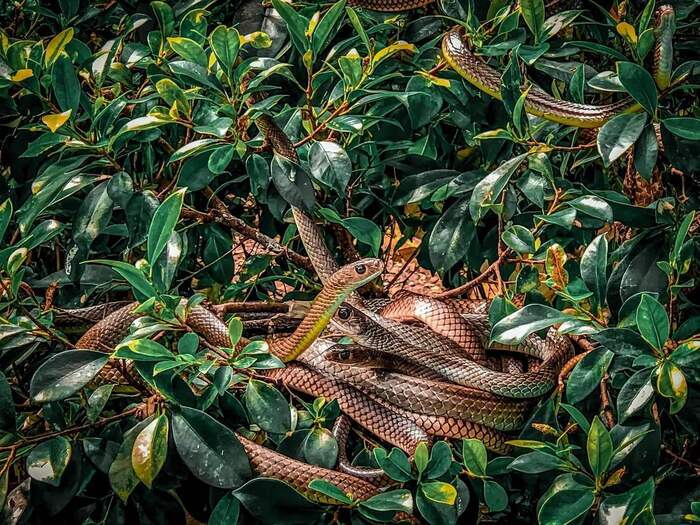 Chiêm ngưỡng nhiều loài rắn ở trại rắn Đồng Tâm Tiền Giang