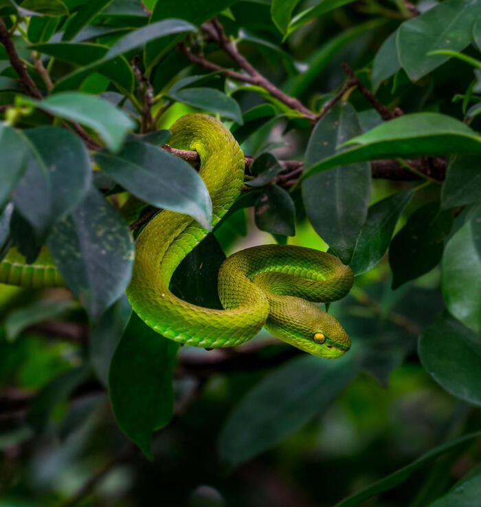 Tham quan trại rắn Đồng Tâm Tiền Giang