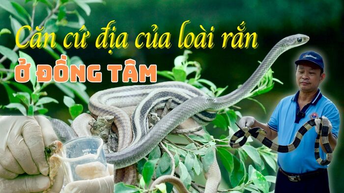 Trại rắn Đồng Tâm Tiền Giang là vương quốc rắn của Việt Nam