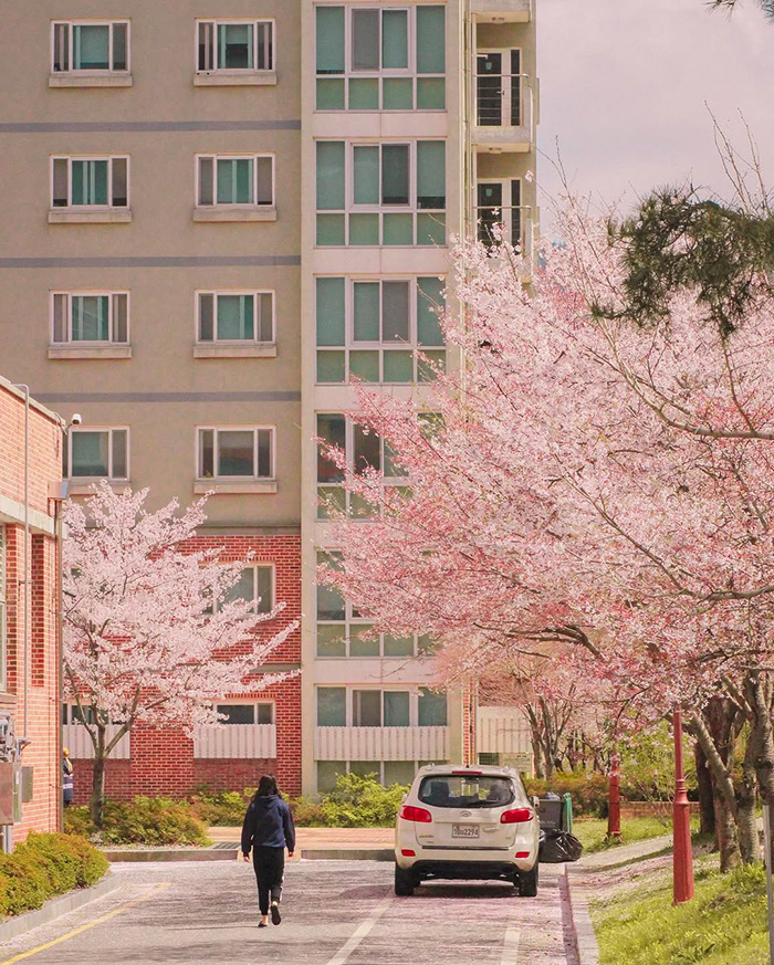 Giới thiệu đôi nét về vịnh Suncheon Hàn Quốc