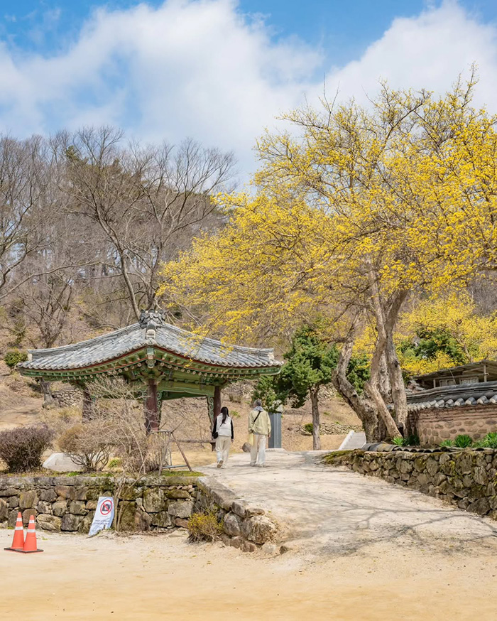 Vườn quốc gia vịnh Suncheon Hàn Quốc