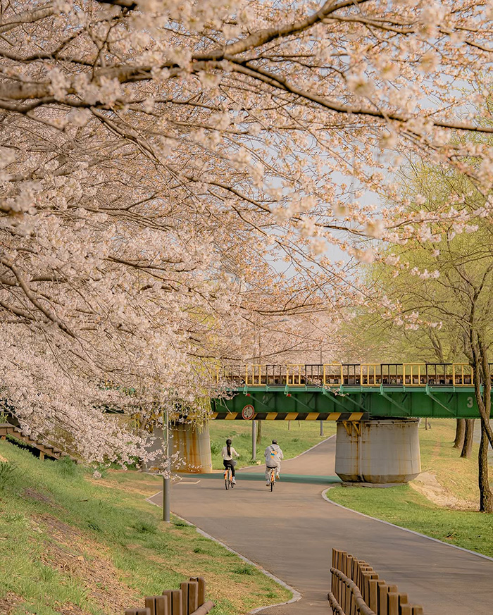 Mùa xuân (tháng 3 – tháng 5) tại vịnh suncheon hàn quốc