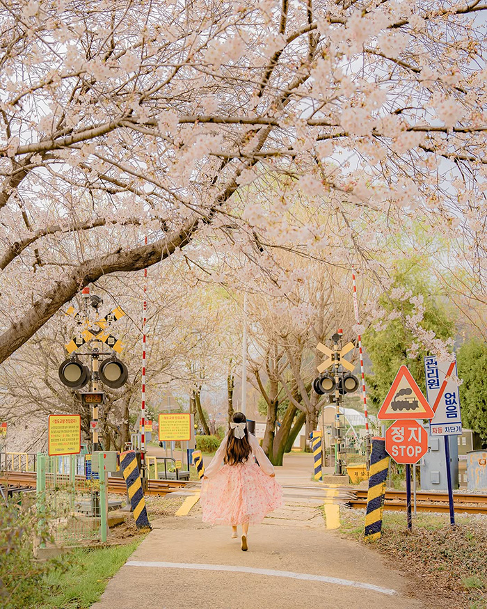 Công viên đất ngập nước vịnh Suncheon Hàn Quốc