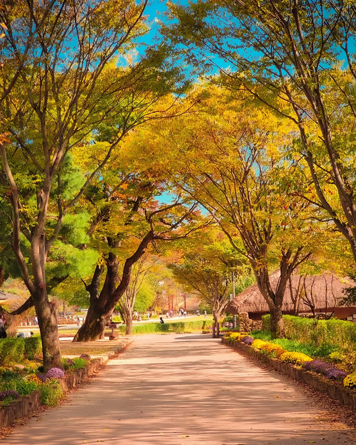 Khám phá thiên nhiên kỳ thú tại vịnh suncheon hàn quốc