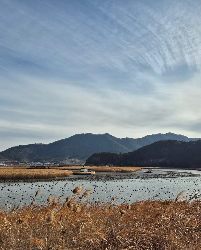 Cánh đồng lau sậy vịnh Suncheon Hàn Quốc