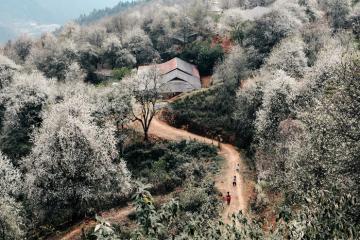 Hoa sơn tra phủ trắng bản Nậm Nghiệp qua ống kính của bạn trẻ Đỗ Việt Anh