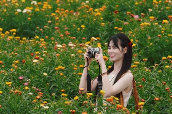 Đồi hoa bất tử Mộc Châu: Điểm check in mới mở đẹp như cổ tích ở cao nguyên