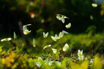 Tháng 4 gọi mùa bướm vàng ở Tây Nguyên