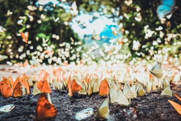 Tháng 4 về, gọi mùa bướm rừng ở Cúc Phương