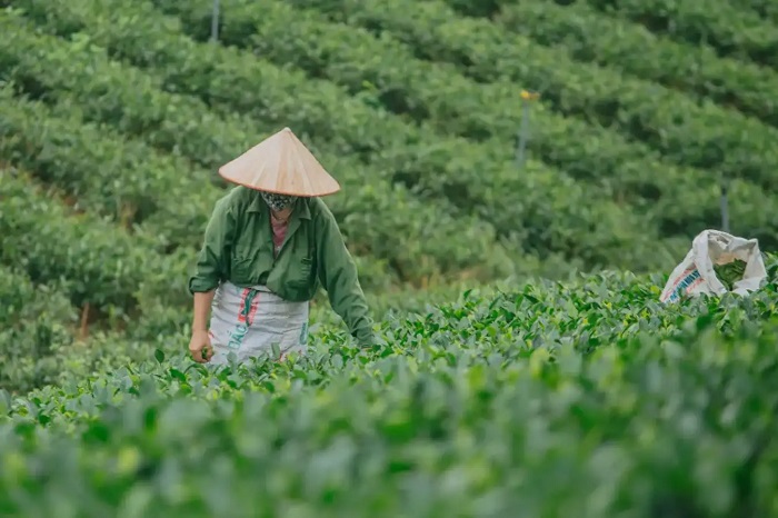 Du lịch Đại Từ Thái Nguyên khám phá cách người dân thu hoạch chè tại La Bằng
