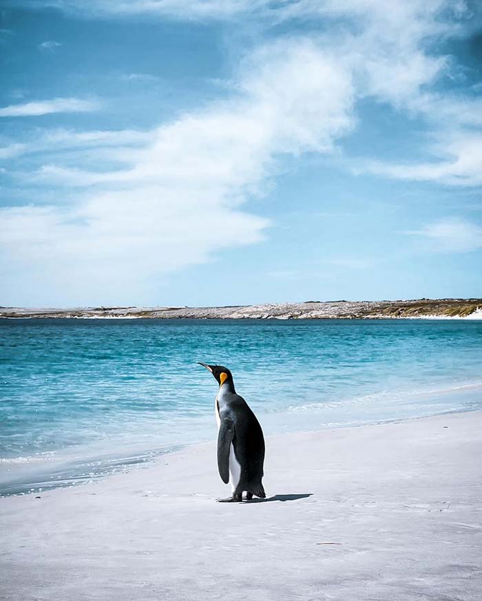 Thiên nhiên tuyệt vời khi du lịch quần đảo Falkland