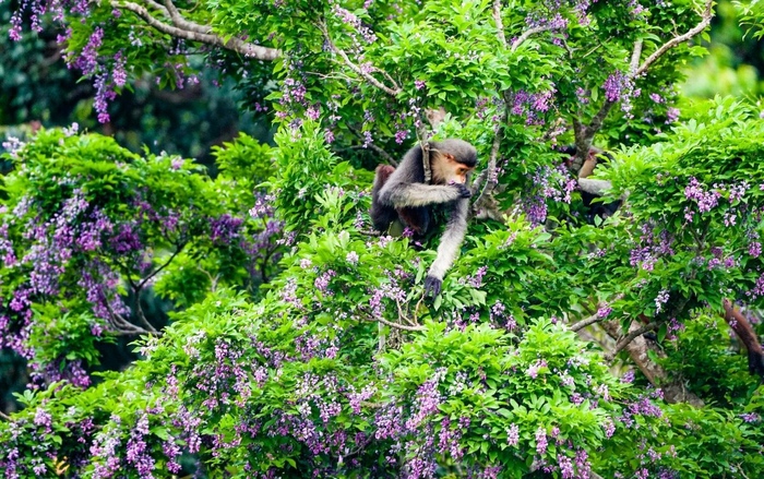 săn mùa hoa thàn mát bán đảo Sơn Trà tại đỉnh Bàn Cờ