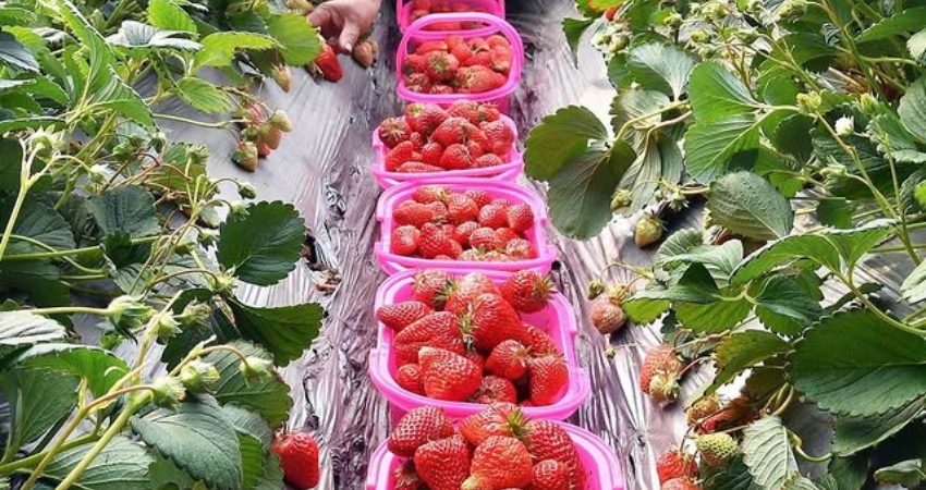 Lựa chọn thời điểm mua sắm trong cẩm nang du lịch Hà Bắc Trung Quốc