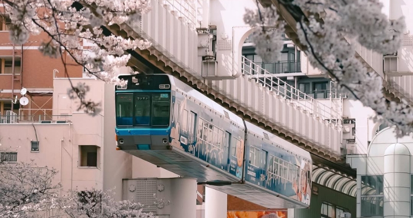 Đến Chiba thưởng ngoạn khung cảnh tuyệt đẹp dưới cánh hoa anh đào rơi.