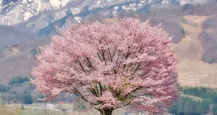 Ngắm nhìn tuyết trắng và hoa anh đào qua cẩm nang du lịch Nagano