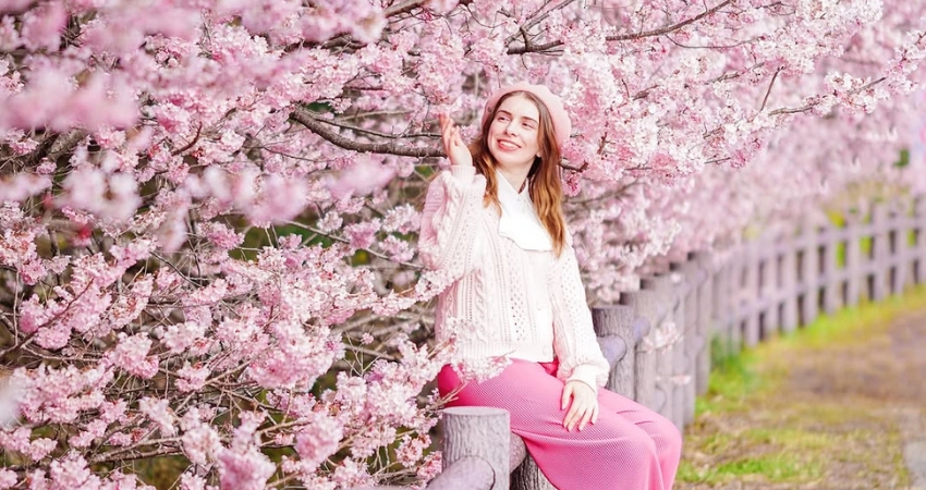 Mùa hoa anh đào nở rực một góc trời Kanagawa