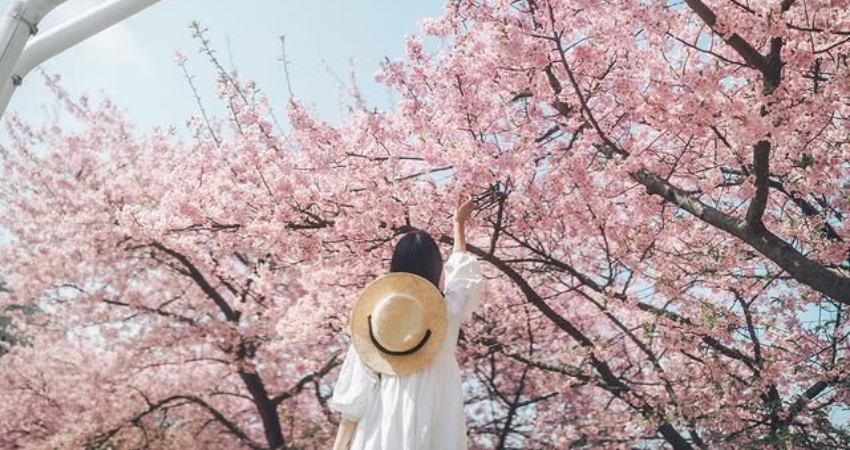 Aichi với vẻ đẹp riêng theo từng mùa