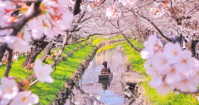 Hoa anh đào sáng bừng một góc trời Nagano