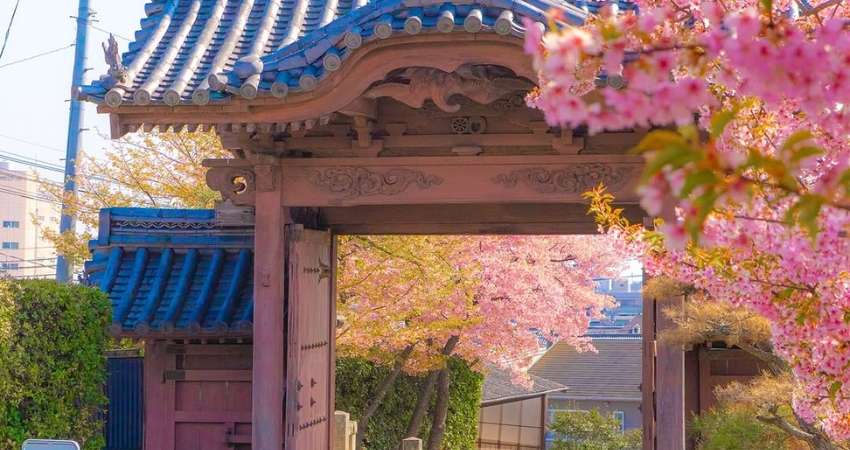 Ngắm nhìn hoa anh đào nở tại Okayama