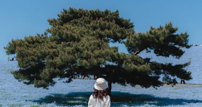 Ngắm nhìn cảnh sắc thiên nhiên qua cẩm nang du lịch Ibaraki