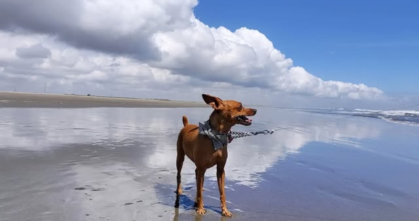 Bãi biền Kujukuri với tiếng sóng vỗ rì rào