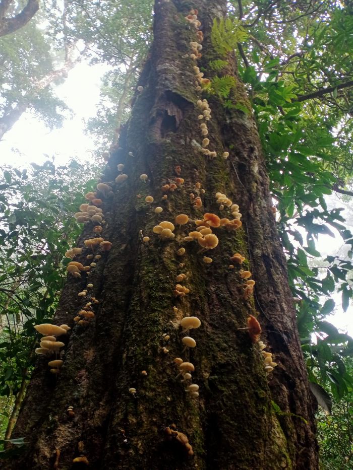 đỉnh Puxailaileng Nghệ An