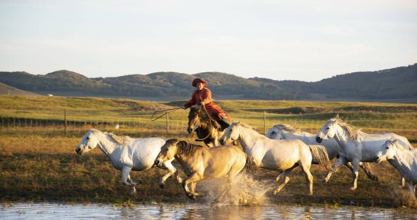 Góc nhìn cẩm nang du lịch Hà Bắc Trung Quốc với khu thắng cảnh Bashang Grassland