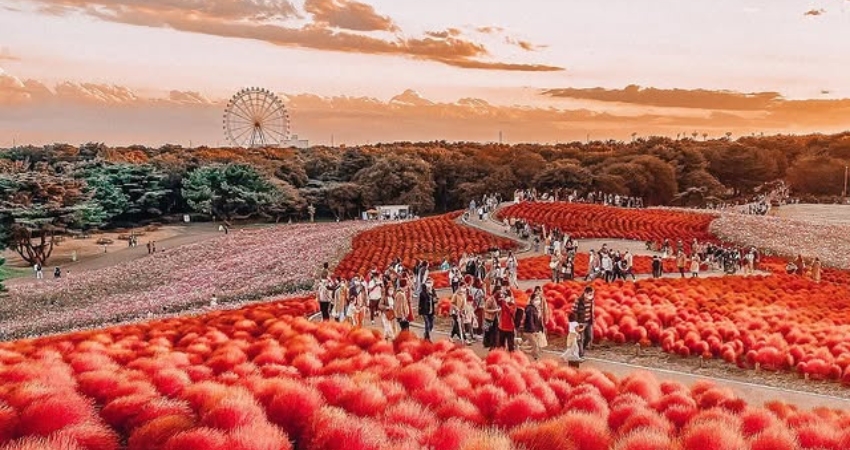Ngắm nhìn thiên nhiên và thưởng ngoạn cảnh sắc cùng cẩm nang du lịch Ibaraki