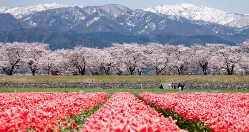 Sắc hồng nhuộm cả bầu trời Toyama khi vào mùa xuân