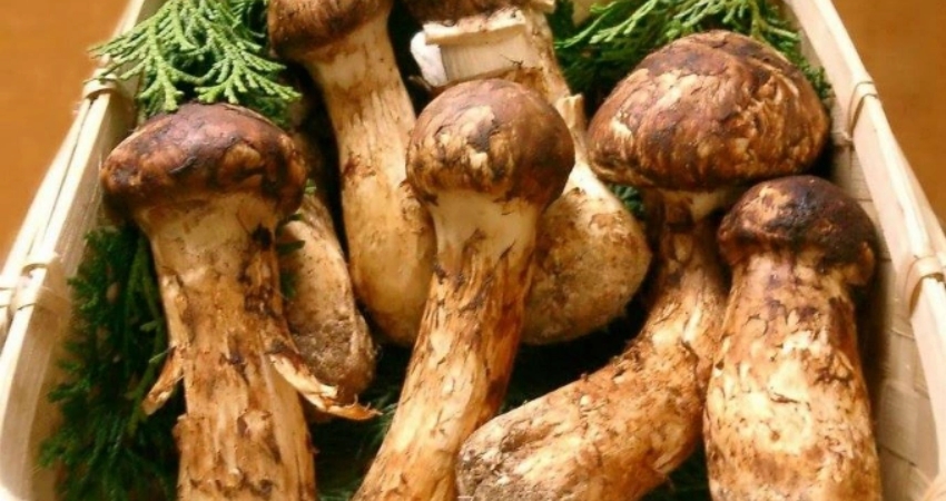 Đừng quên thưởng thức nấm Matsutake khi đi du lịch Hyogo