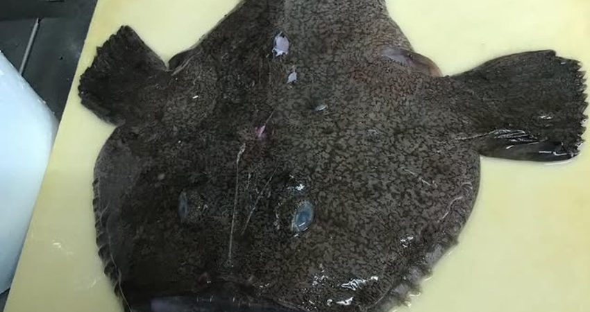 Thưởng thức cá Anko trong mùa đông là tuyệt phẩm