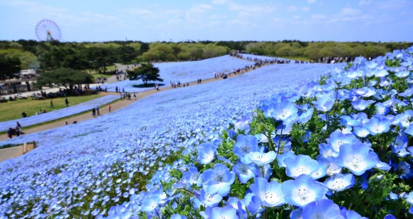 Công viên ven biển Hitachi là một trong những công viên đẹp nhất Nhật Bản.