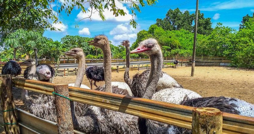 Trang trại đà điểu Desaru Ostrich - cẩm nang du lịch Bandar Penawar Malaysia