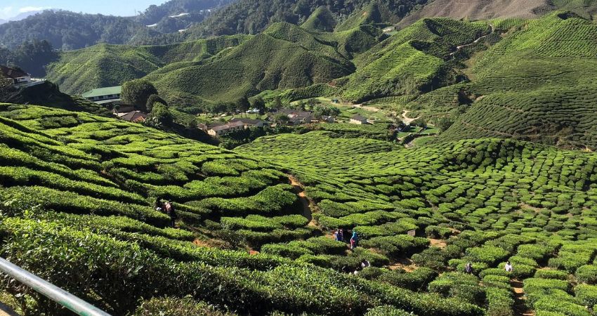 cẩm nang du lịch Brinchang