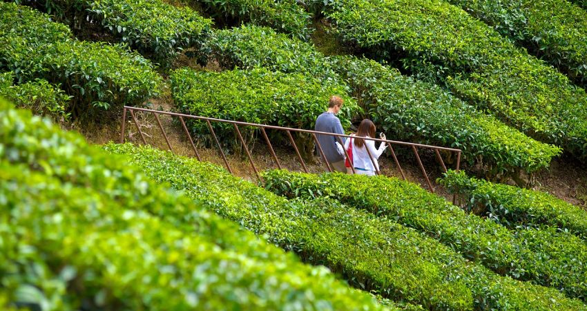 Du khách nên chuẩn bị ô nhỏ và áo khoác khi di chuyển ngoài trời - cẩm nang du lịch Brinchang