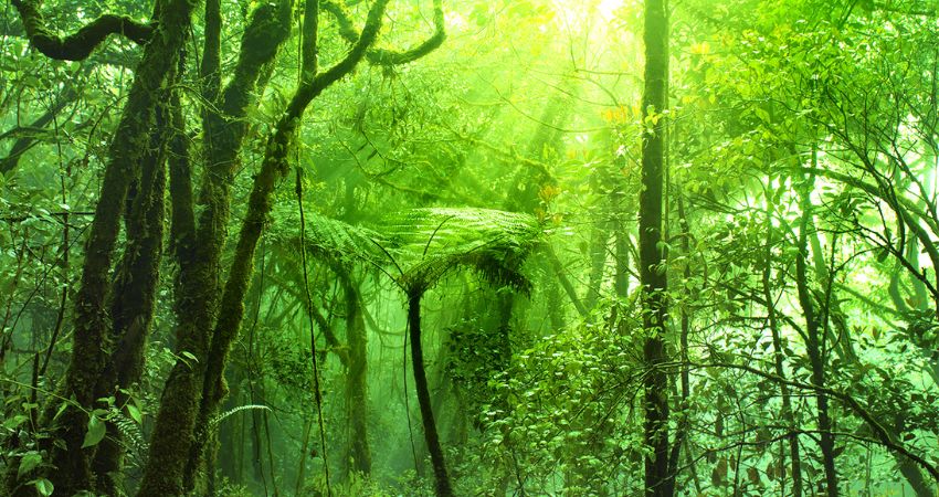 Rừng Mossy - cẩm nang du lịch Brinchang