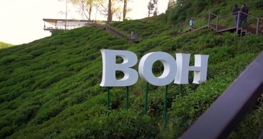 Đồi trà BOH Sungai Palas - cẩm nang du lịch Brinchang