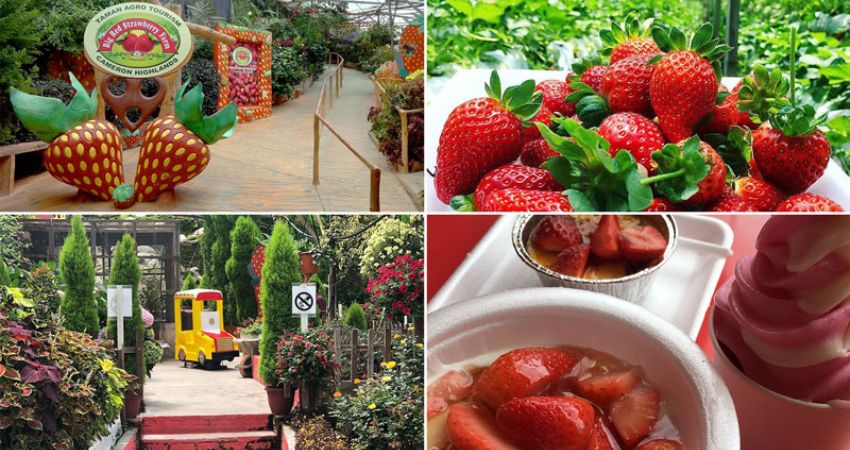 Dâu tây tươi tại các trang trại Brinchang - cẩm nang du lịch Brinchang